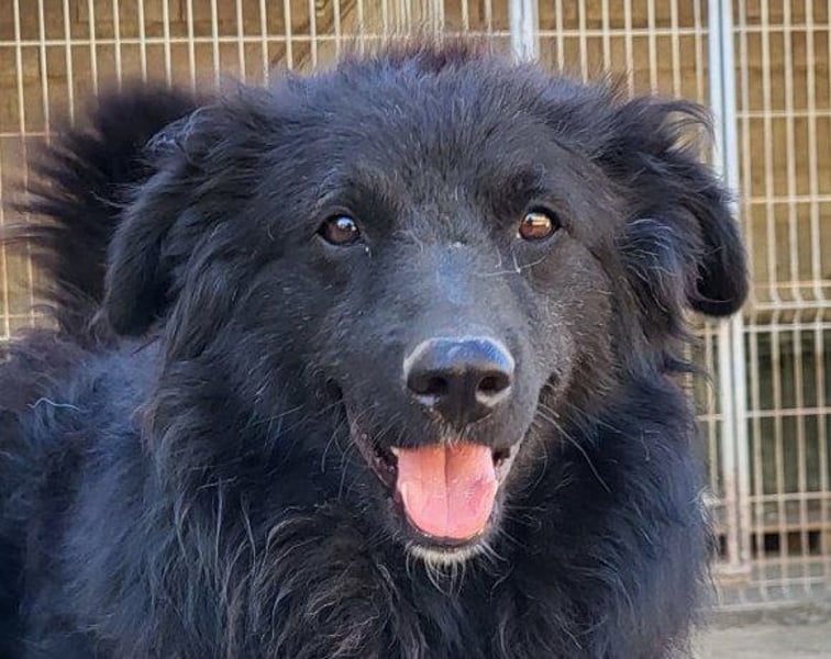 GORDI❤️liebes, verschmustes kroat. Schäferhund-Mix-Mädel