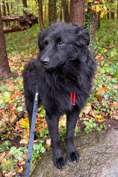 LENZI❤️sanfter Herzenshund wartet schon in 22559 Hamburg auf seine Für-Immer-Familie!