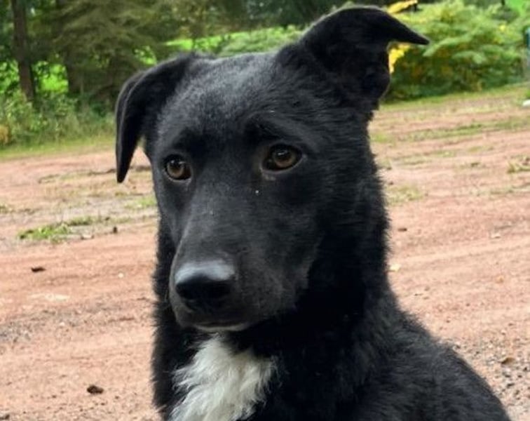 Elsie ❤️ wartet in 09648 Mittweida