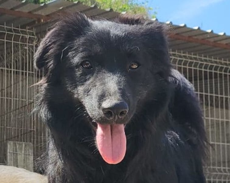 Duke ❤️ aktiver, verschmuster Kroat. Schäferhund-Mix-Rüde!