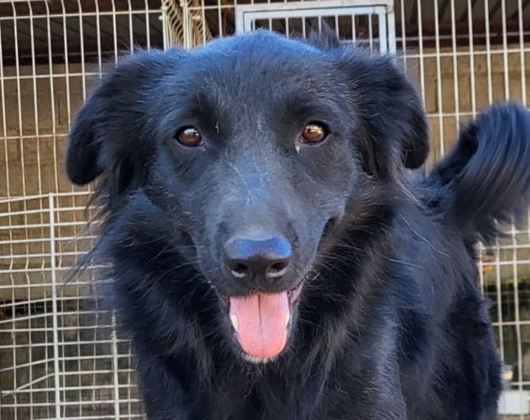 Duke ❤️ aufgeweckter, junger Kroat. Schäferhund-Mix-Bub!