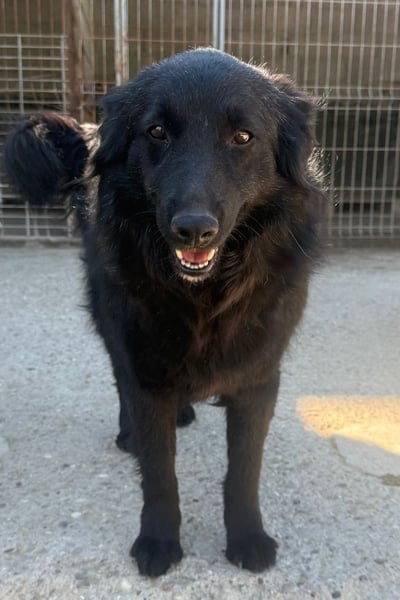 Duke ❤️ aktiver, verschmuster Kroat. Schäferhund-Mix-Rüde!