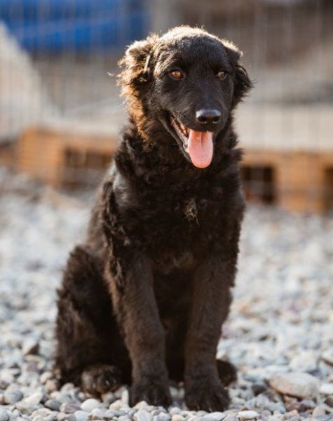 Crazy ♥Chandler♥ aktiv, klug, freundlich