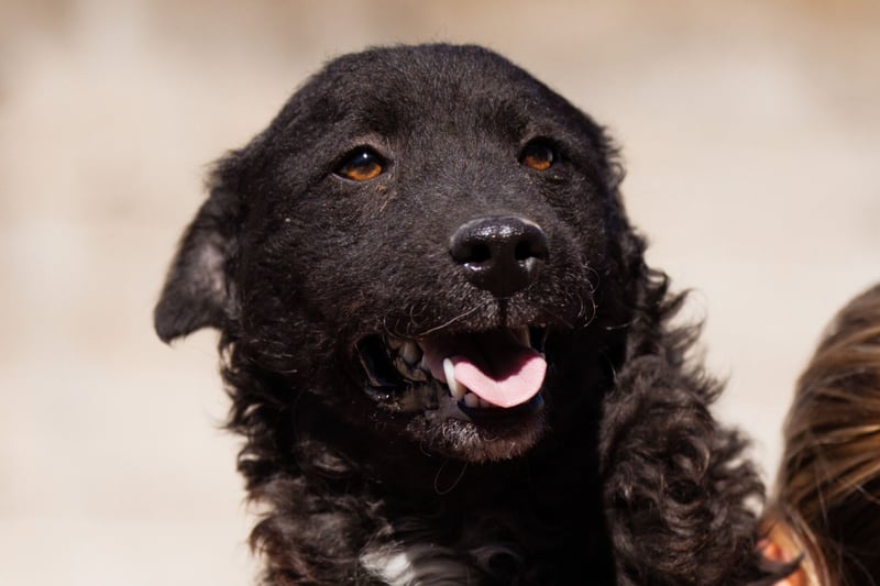 Flynn ❤️ offener, verspielter Hundejunge