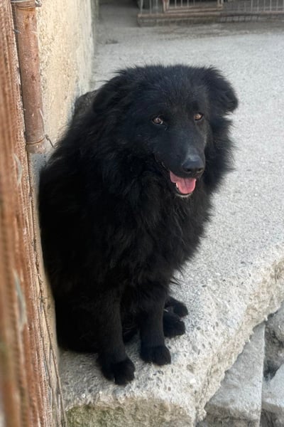 GORDI❤️liebes, verschmustes kroat. Schäferhund-Mix-Mädel