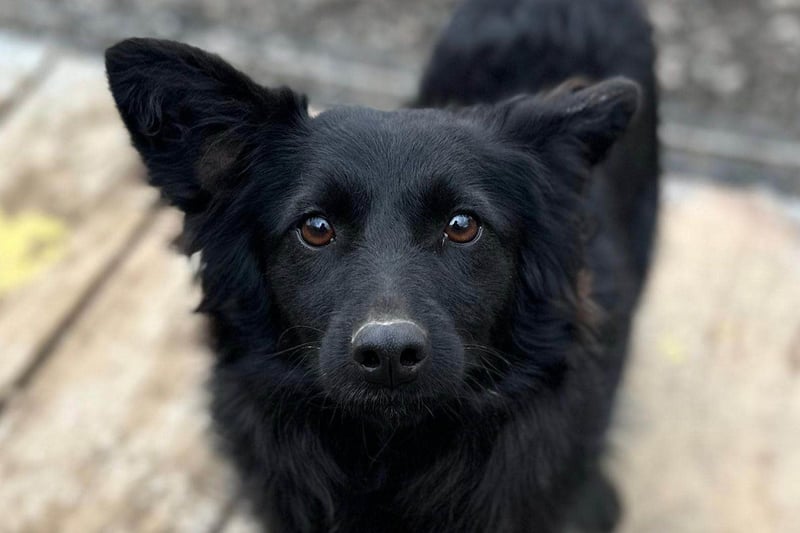 Tila ❤️ schmusige, so freundliche Hündin