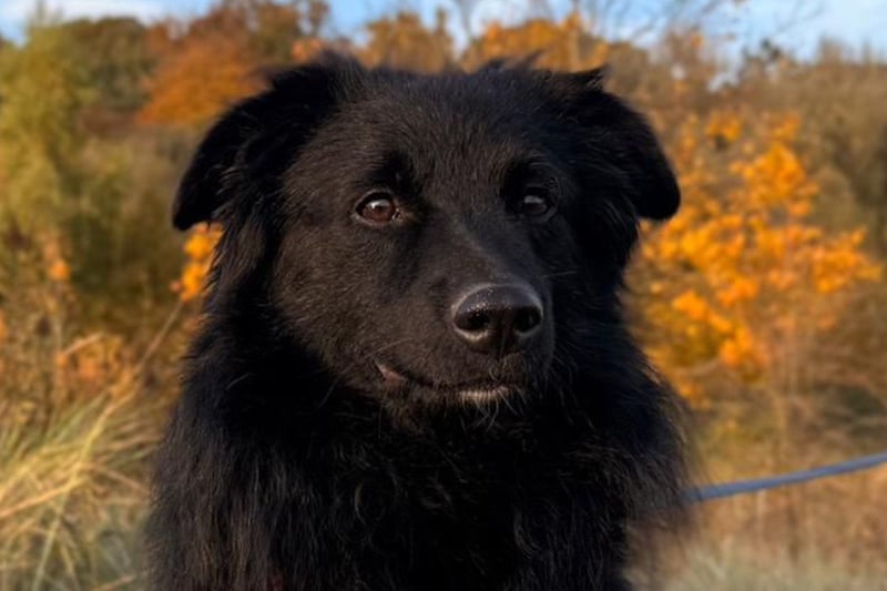 LENZI❤️sanfter Herzenshund wartet schon in 22559 Hamburg auf seine Für-Immer-Familie!