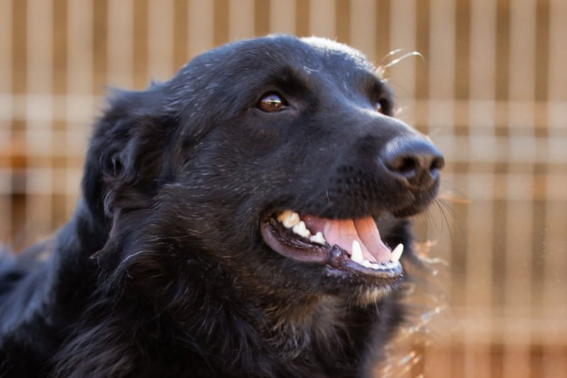 Duke ❤️ aufgeweckter, junger Kroat. Schäferhund-Mix-Bub!
