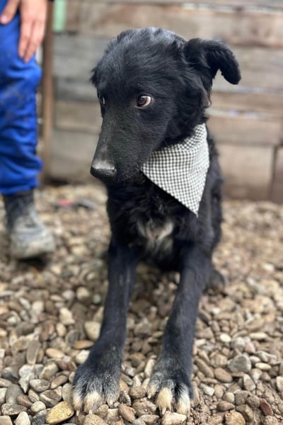 CHI CHI❤️sanfter Kroat. Schäfi-Mix-Bub sucht Liebe und seine Familie!
