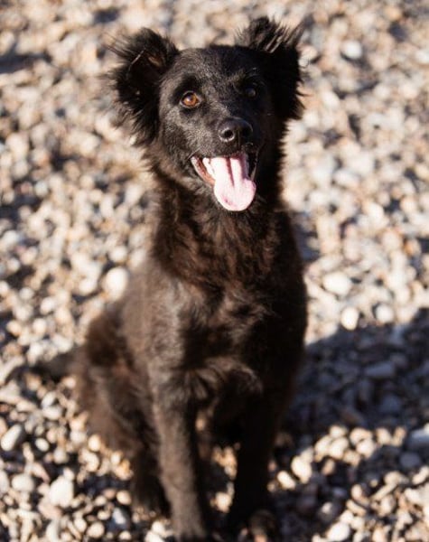 Kluger Kroat.Schäfi-Jungrüden-Mix ♥ Joey ♥ lernfreudig und verschmust