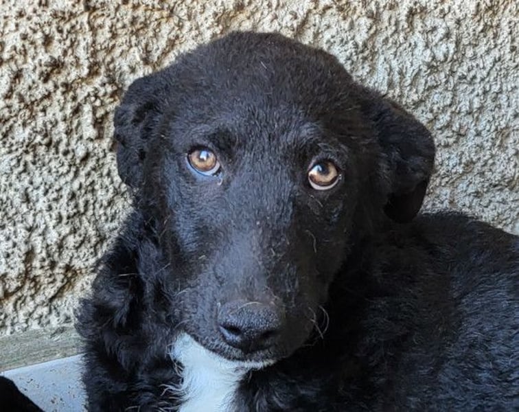 Jane ❤️ neugieres, liebes Hundemädchen