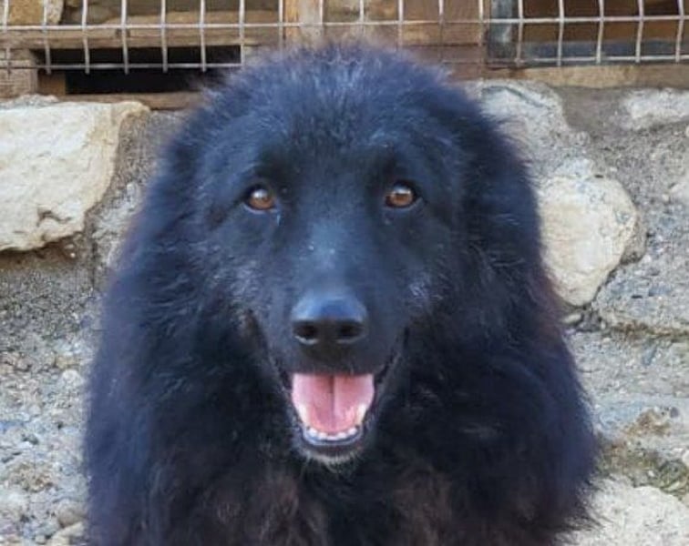 LENZI❤️unser kroat. Schäferhund-Mix-Rüde ist ein wahrer Sonnenschein!