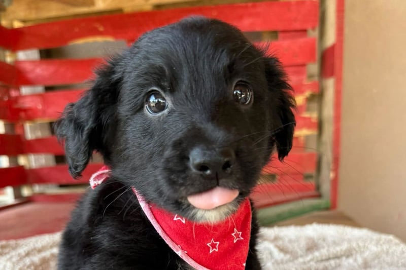 Levi ❤️ neugieriger, so lieber Welpenbub