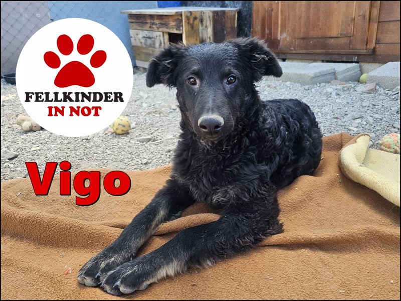 süßer Welpe, Junghund, kroatischer Schäferhund Mischlings-Rüde Vigo sucht eine Familie