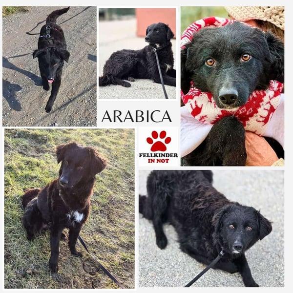Arabica liebe kroatischer Schäferhund Mischlingshündin Mischling Hündin Junghund sucht Zuhause