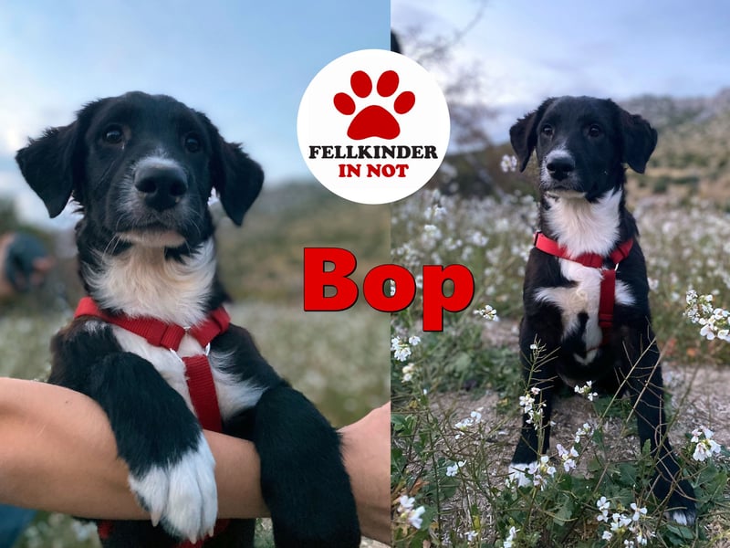 süßer Welpe Mischlings-Rüde Bop sucht ein Zuhause im Glück