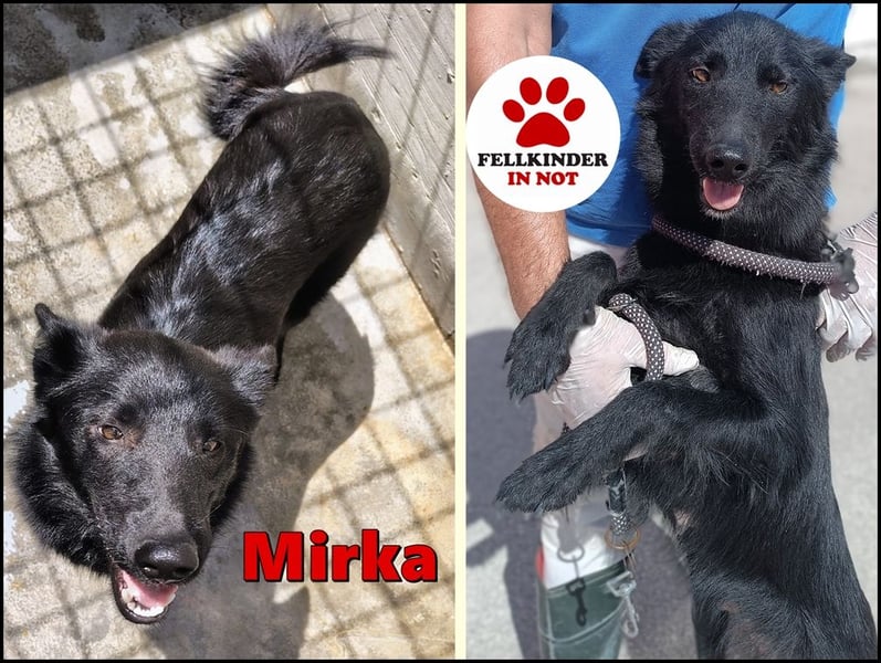 liebe Mischlings-Hündin Mirka sucht ein Zuhause oder Pflegestelle