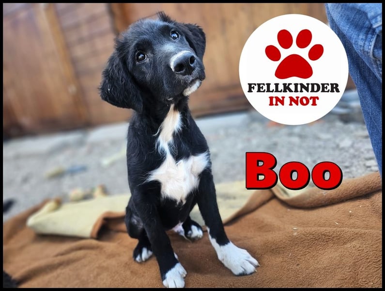 süßer Welpe Mischlings-Rüde Boo sucht ein Zuhause im Glück