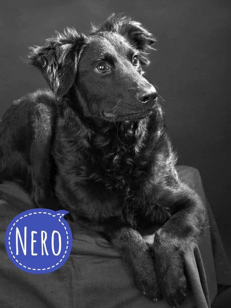 Nero ein Traumhund mit Traumwesen
