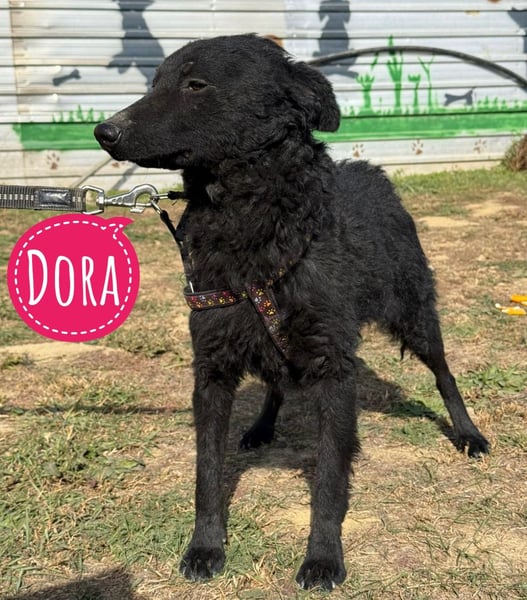 Dora eine schwarze Perle