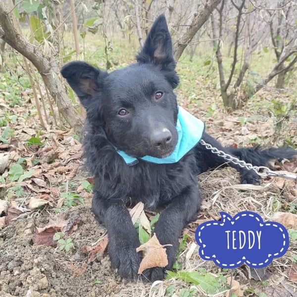 Teddy ein schwarzer Kroate