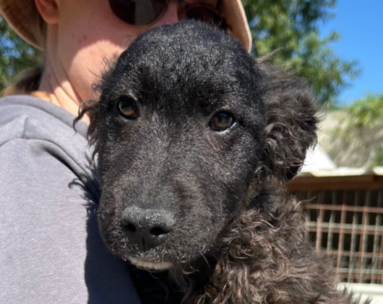 Flynn ❤️ offener, verspielter Hundejunge