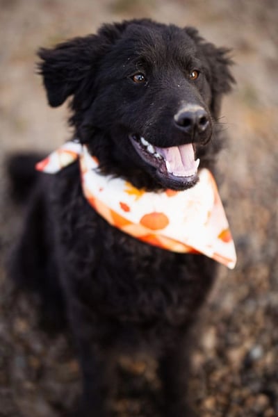 Kroat.Schäfi-Mix RUBIN❤️wer schenkt diesem Musterschüler ein Zuhause?