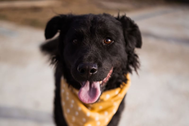 Missy ❤️ lebhafte, so treue Mix-Dame!