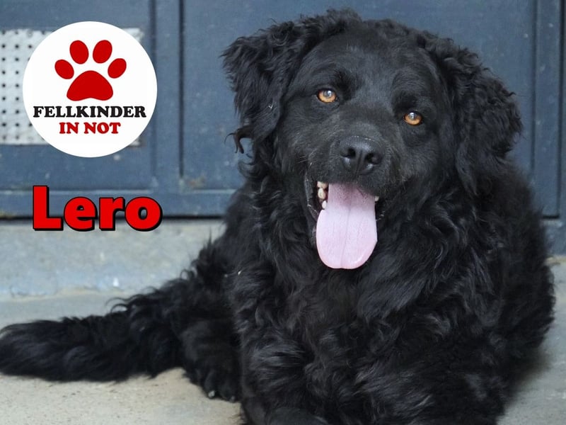 Liebenswerter Retriever-Kroatischer Schäferhund Mischling Lero sucht sein Happy End