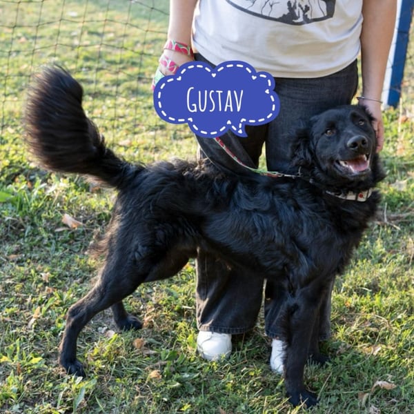 Gustav will lernen und rennen