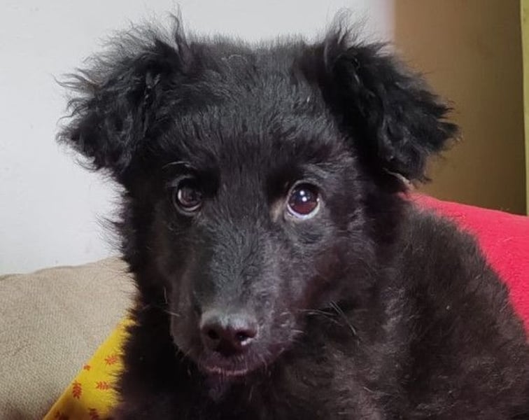 AMICO❤️ bezaubernder kroat. Schäferhund-Mix-Junge und eine pure 4-Pfoten-Amore