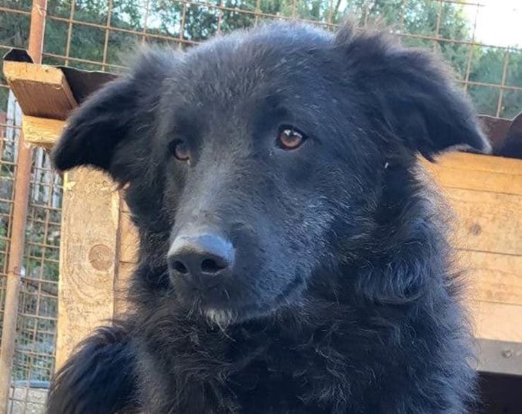 LENZI❤️unser kroat. Schäferhund-Mix-Rüde ist ein wahrer Sonnenschein!
