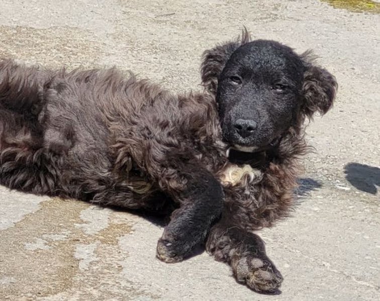 Flynn ❤️ offener, verspielter Hundejunge