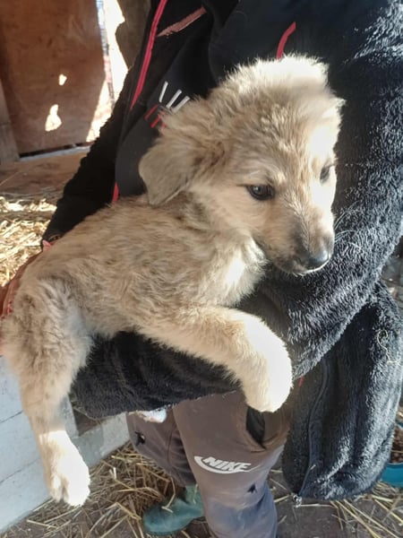 Armando - zuckersüß