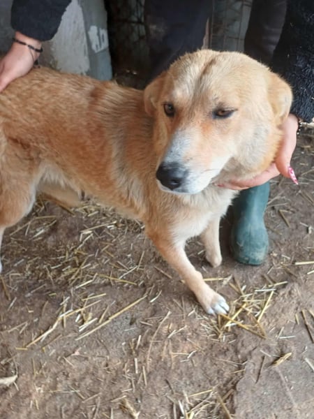 Millie fehlt eine Pfote