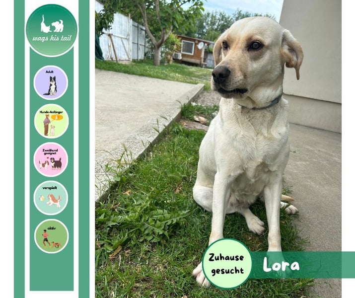 Lora - Zutrauliche Hündin sucht eigenes Körbchen ❤️