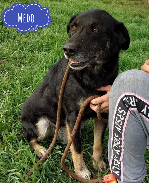 Medo ein absoluter Engel