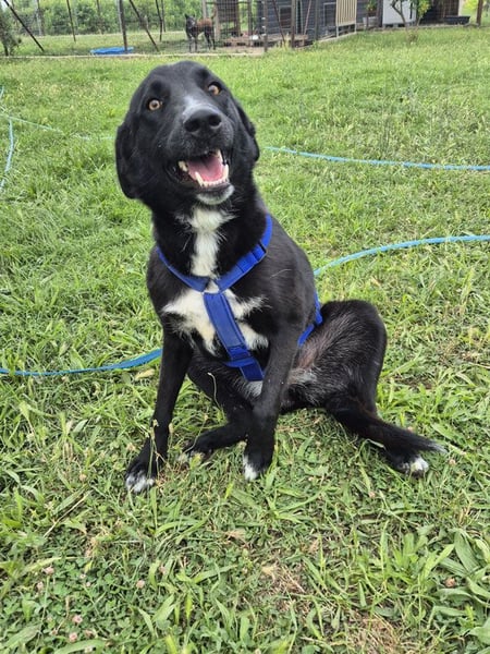 Sofia - menschenbezogene Schmusebacke