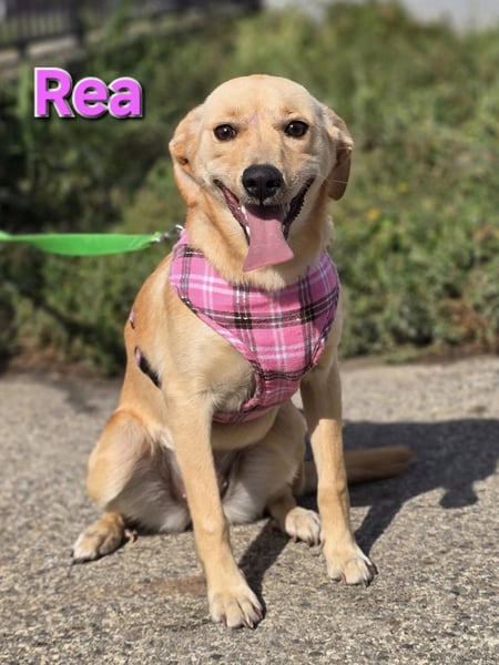 Rea ❤️kleines Labbi-Mischlingsmädchen mit großem Herzen