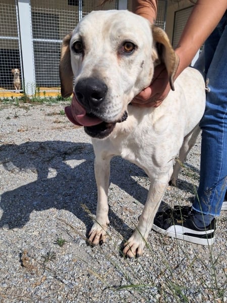 ❤️ MOISES ❤️