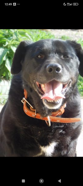 Labrador Namens Graf sucht ein liebevolles Zuhause..