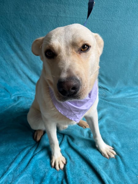 Dr.Watson - sensibler Labrador-Mix Rüde sucht erfahrene Menschen