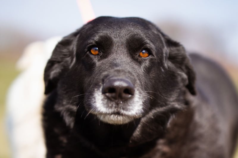 Neron ❤️ sanfter, ruhiger Schmuserüde