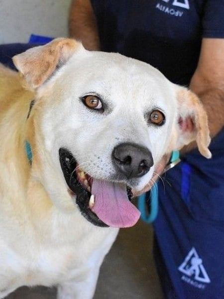 Daffyd - Zwei Seelen. Zwei Geschichten. Ein Ziel.