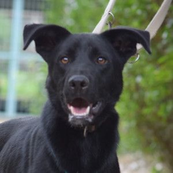 Lindt - charmanter, verspielter, verschmuster Labbi Mix Rüde