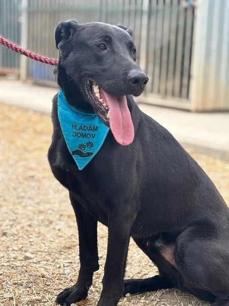 BEPPO - der aktive und unternehmungslustige Rüde liebt Menschen und träumt von einem tollen Zuhause