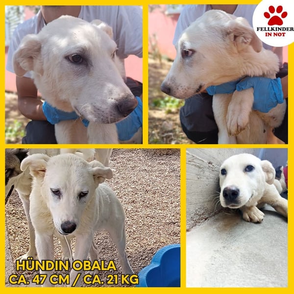liebe Labrador Mischlungs-Hündin Obala sucht...