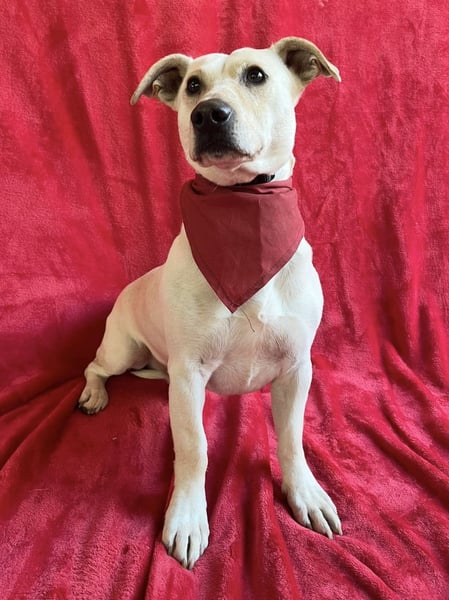 PHILIPP - Sensilber Junghund sucht seine Menschen