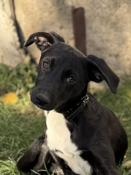 Süße Valea sucht ein Zuhause