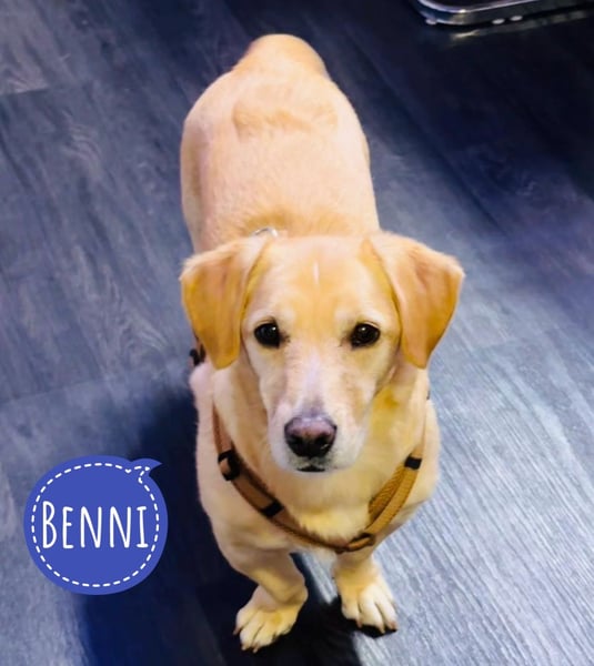 Benni ein absoluter Traum